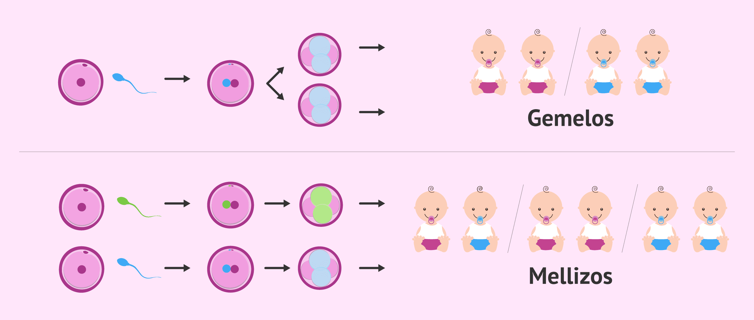 Imagen: Origen de los gemelos y los mellizos