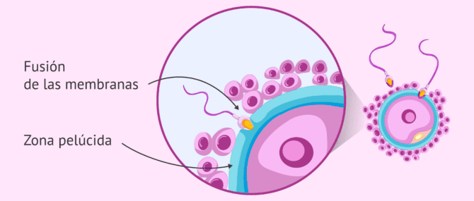 Imagen: Fusión de las membranas del óvulo y el espermatozoide