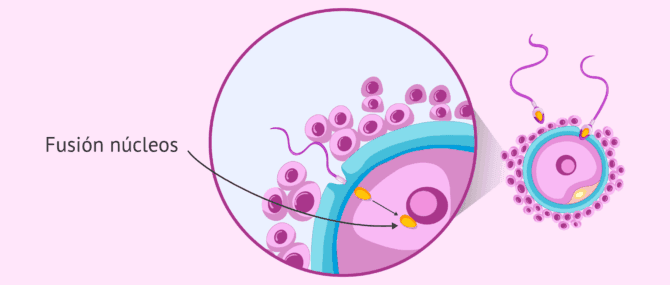 Imagen: Fusión del núcleo del espermatozoide y del óvulo