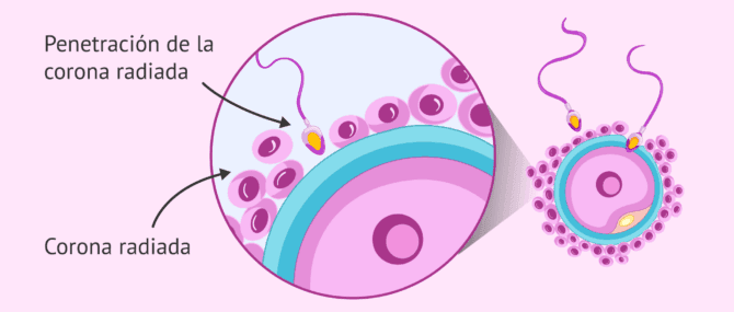 Imagen: Penetración de la corona radiada del óvulo