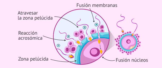 Imagen: Proceso de fecundación del óvulo